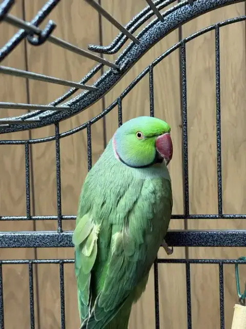 Clover