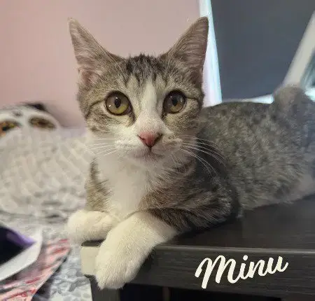 Minu #Velcro-Kitty
