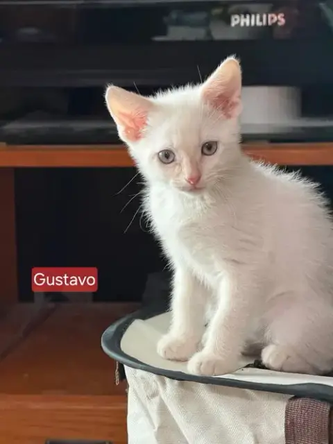 Gustavo *