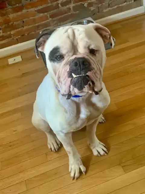 Rufio