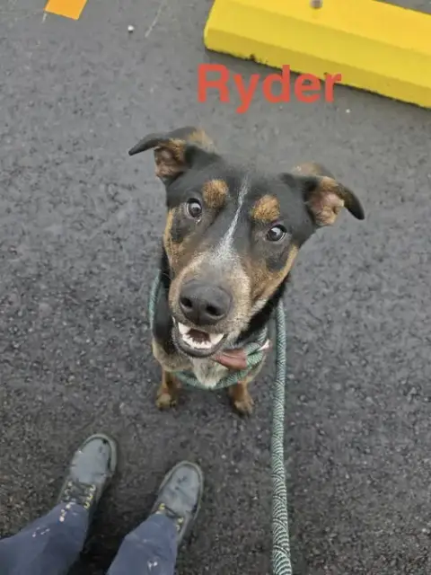 Ryder photo 3