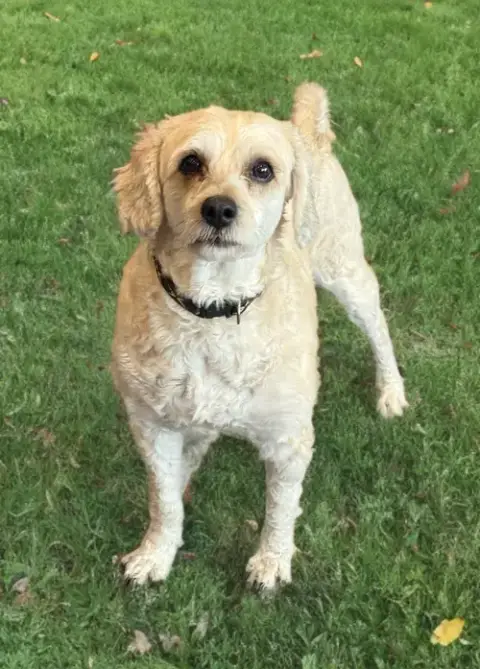 Bandit photo 2