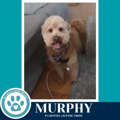Murphy 042526