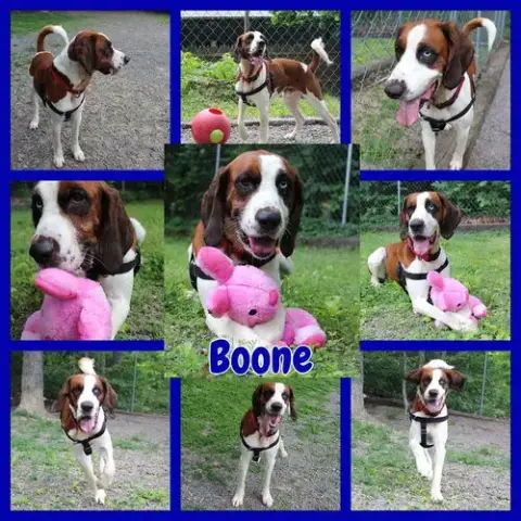 Boone photo 3