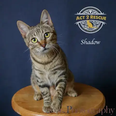 Shadow photo 4