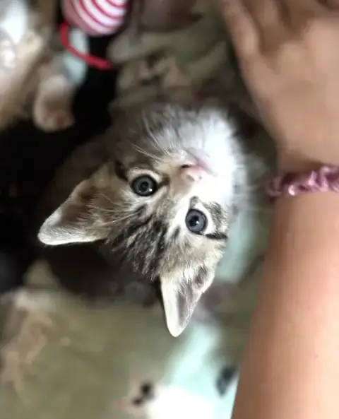 Momma Honey'S Litter: Cookie photo 4
