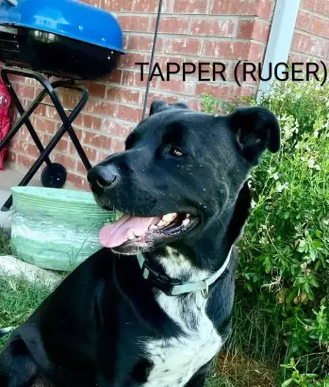 Tapper photo 3