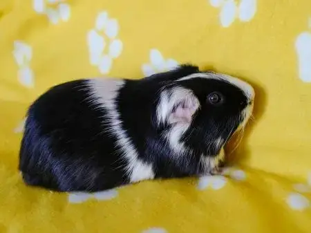 Penguin photo 3