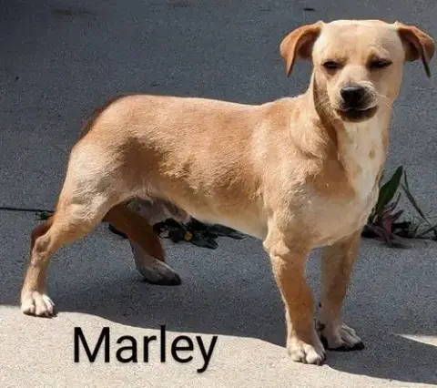 Marley photo 2