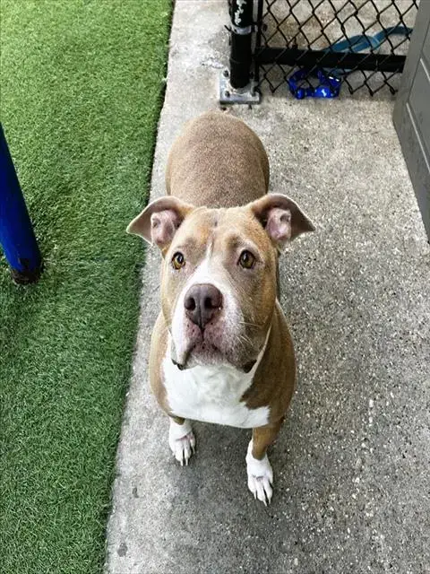 Bella