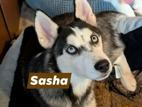 Sasha