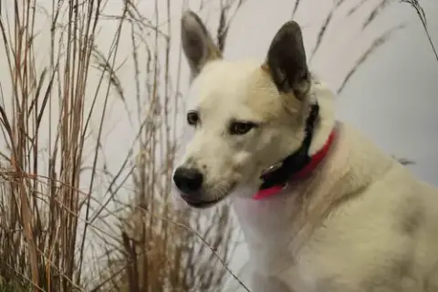 Paloma photo 3