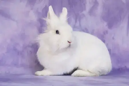Aubriella Aka Linnea Celeste
