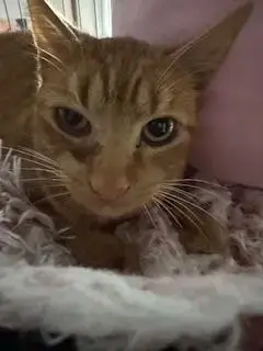 Mr. Milo