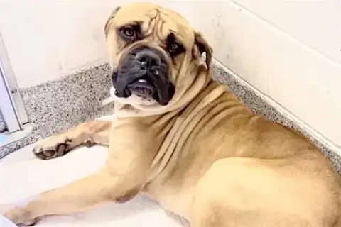 Goliath