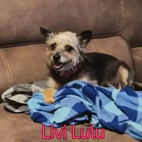 Livi Lulu photo 2