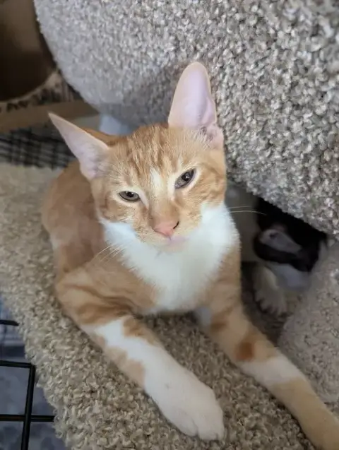 Cheddar Bay Biscuit