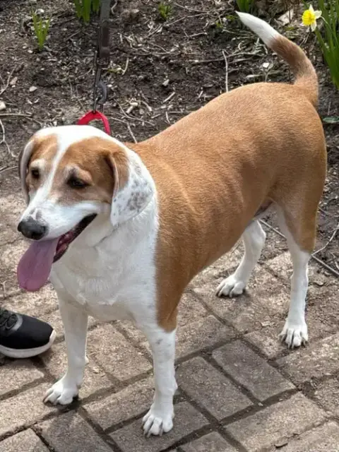 Ringo photo 3