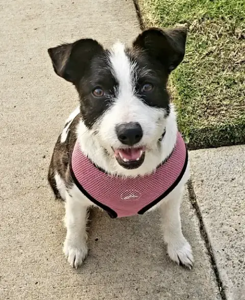 Opal Aka Gladys photo 3