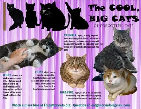 Big Cats:  11+ Pounds