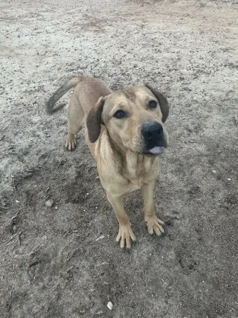 Rocky