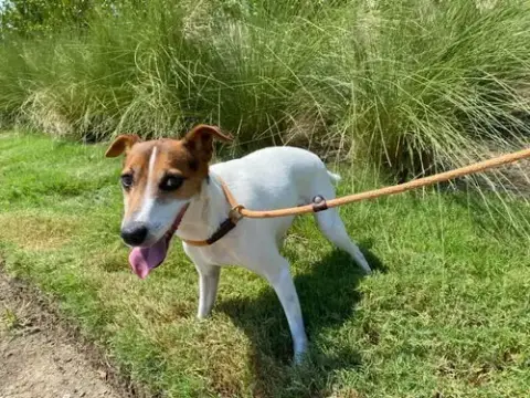 Jack Jack photo 2