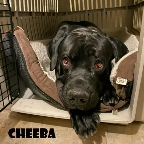 Cheeba