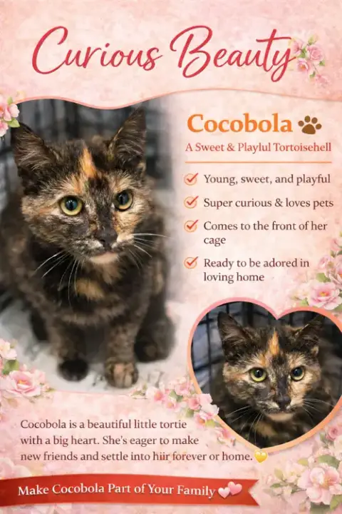 Cocobola photo 2