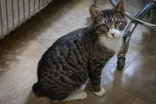 Kringle: Medical/Sn Foster photo 4