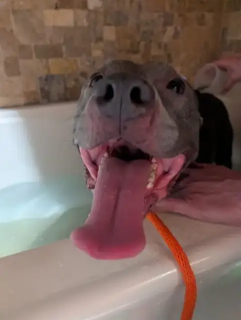Subbie photo 4