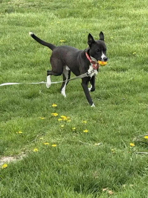 Griffin photo 3