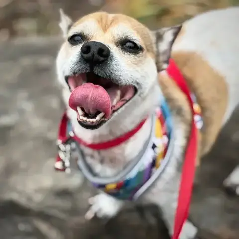 Simba photo 2