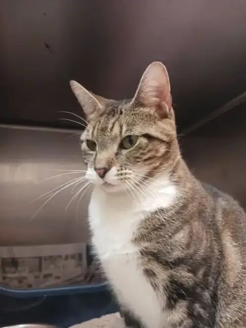 Lola Kl