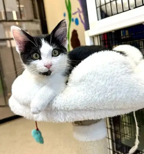 Kitten Jarvis
