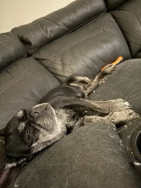 Millie photo 3