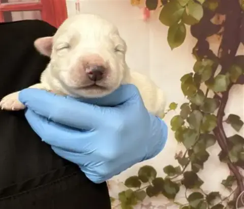 Milo