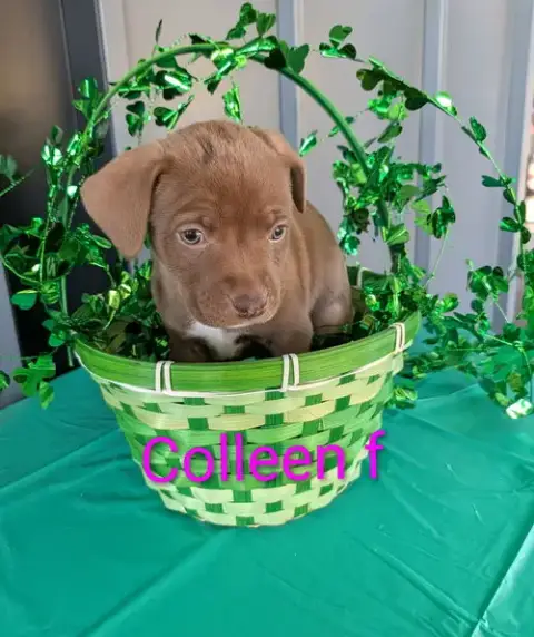Colleen photo 2