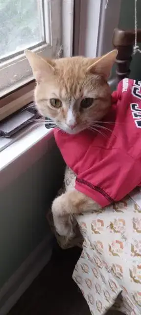 Hamtaro