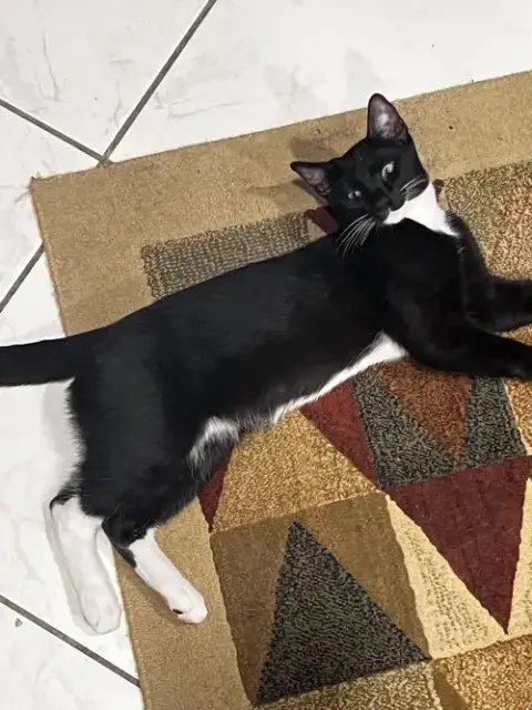 Courtesy Post: 4 Kittens photo 4