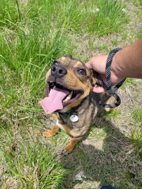 Ranger *Adopt* photo 3