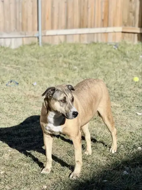 Boomer photo 2