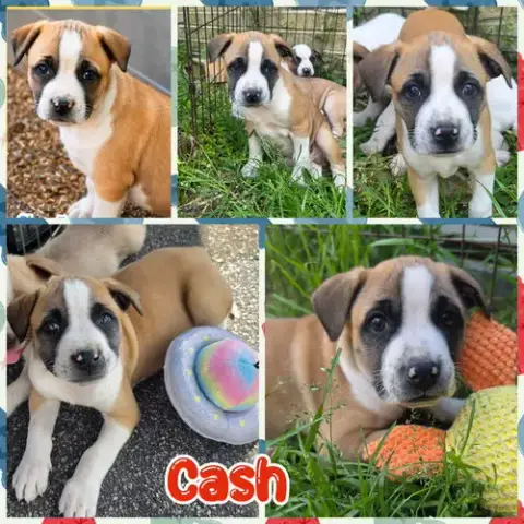 Cash