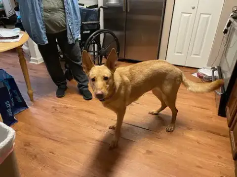 Ginger