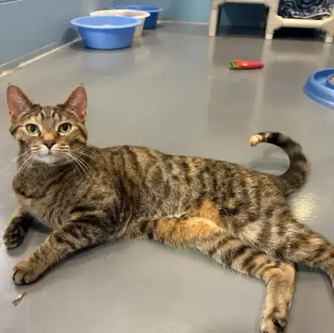 Tip Tail photo 3