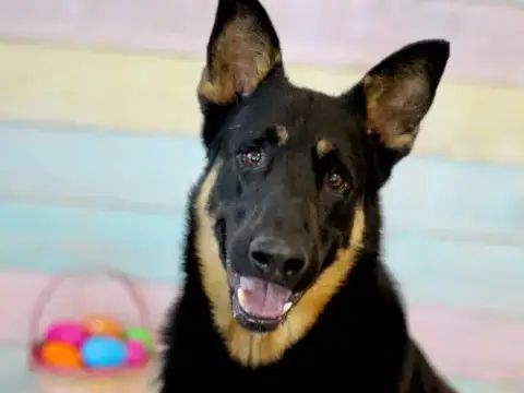 Cuco