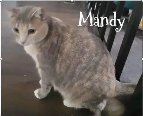 Mandy