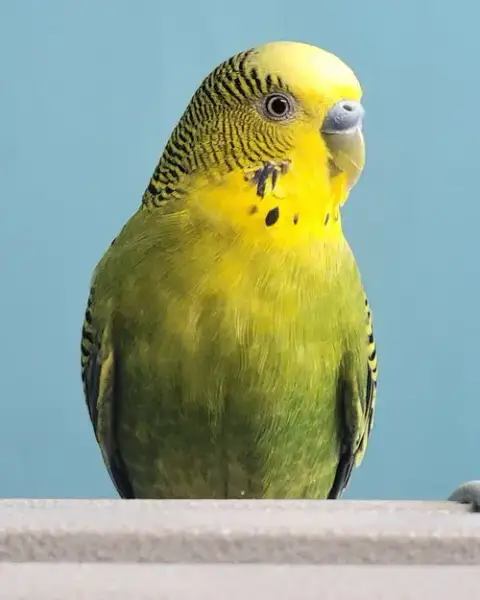 Teegan & Mango