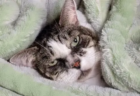 Cutie