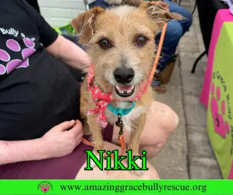Nicky photo 4