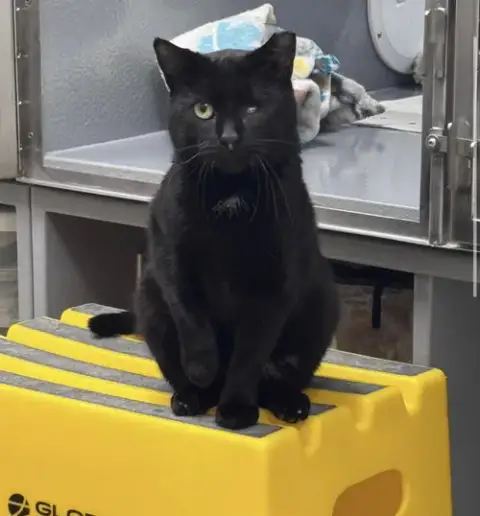 Samson